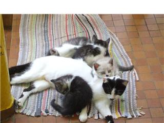 Mes Petits Chatons & Leur Maman